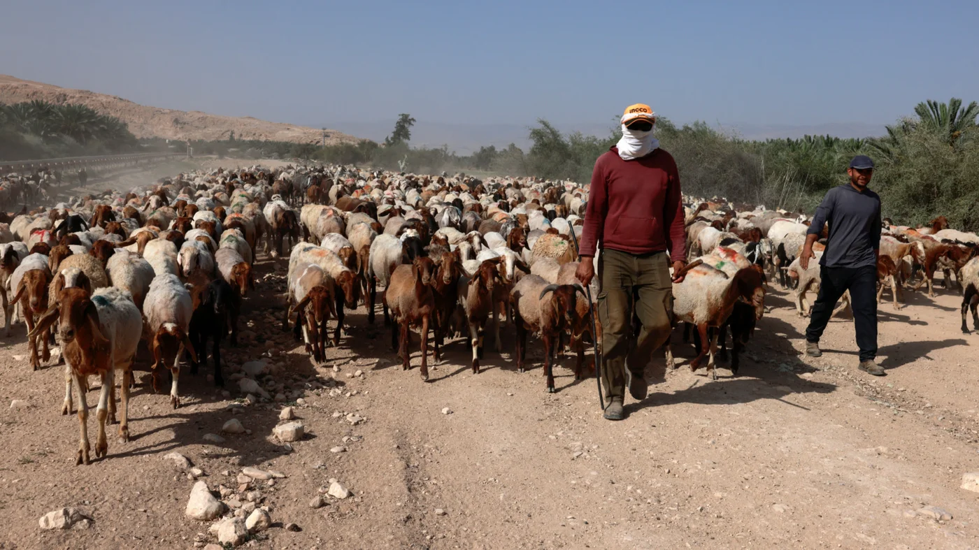 palestinian shepherds al-Jiftlik in the Jordan Valley, east of Nablus, may 2025 (AFP).jpg