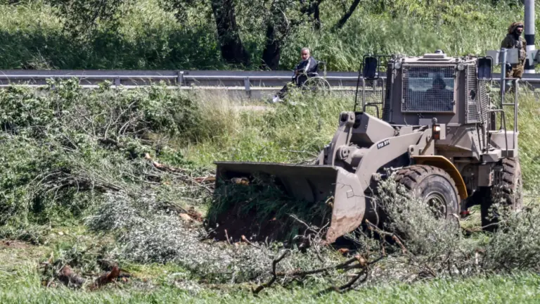 Izraeli buldózerek tépték ki a ciszjordániai olajfákat a betakarítási szezon előtt